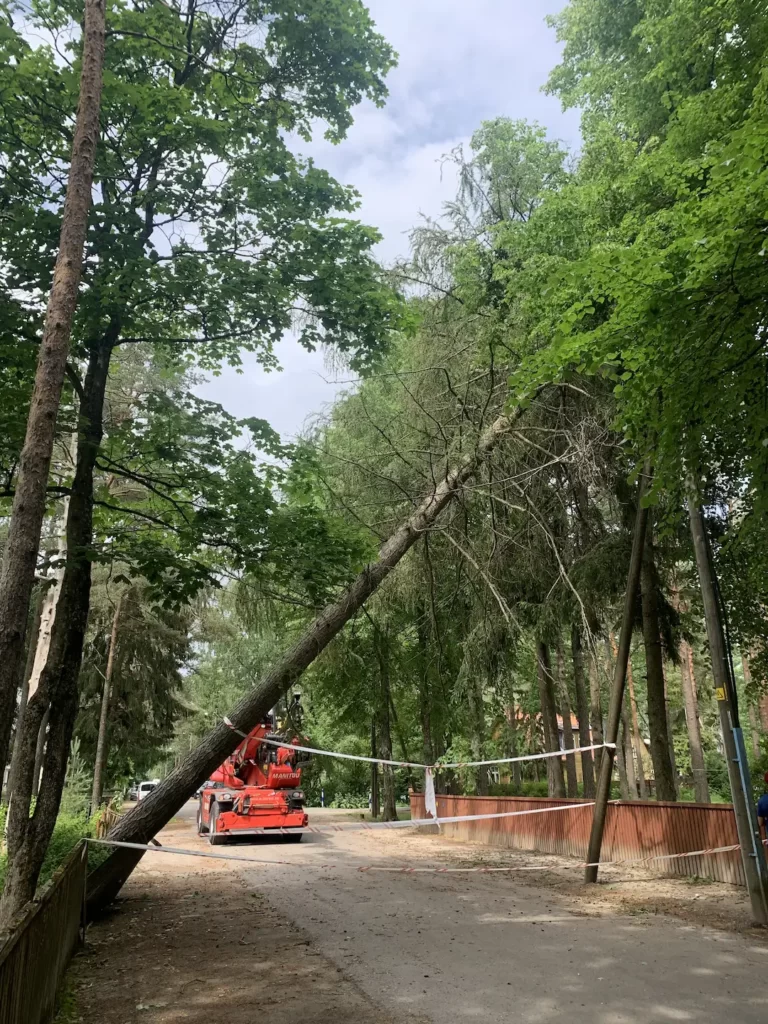 ohtlike puude langetamine