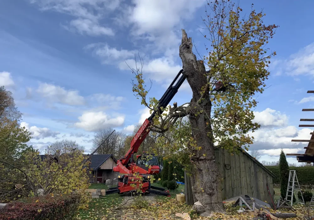 Ohtliku puu langetamine